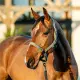 Horseware Amigo halsterset